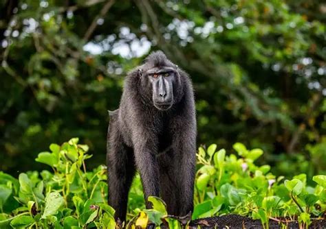 Macaque - Facts, Size, Diet, Pictures - All Animal Facts