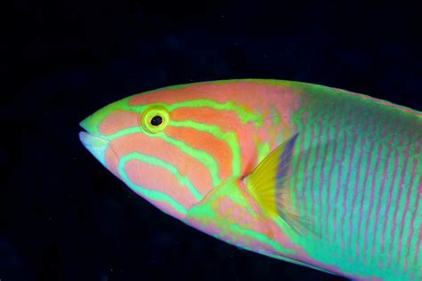 Green Moon Wrasse