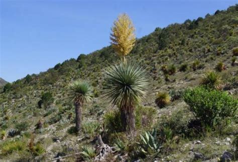 Xerophytes - Definition, Types and Examples of Xerophytic Plants