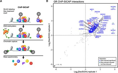 Figure 1 From Sumoylation Regulates The Protein Network And Chromatin