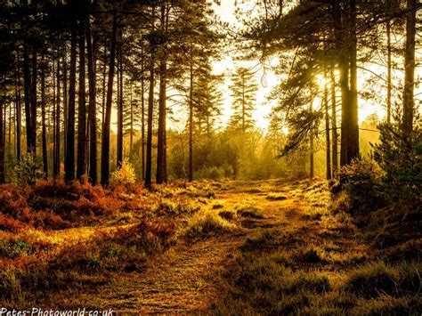 New Forest Autumn Colours – Petes-PhotoWorld.co.uk