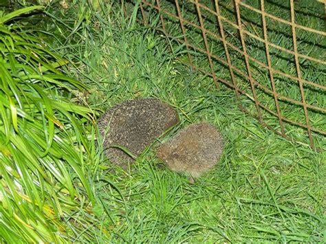 Herisson Poulailler Notre Basse Cour Elevage De Poules Pondeuses