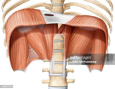 diaphragm anatomy stock  high res pictures  images