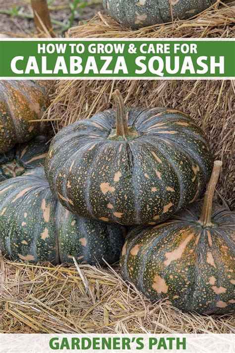 How To Plant And Grow Calabaza Squash Artofit