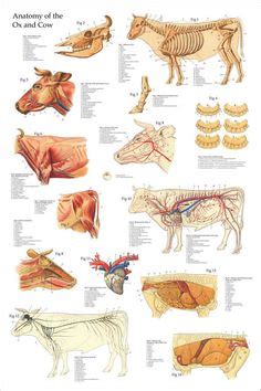 11 Cattle anatomy ideas | vet medicine, anatomy, animal science