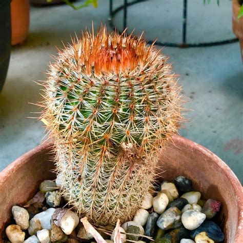 Mammillaria Spinosissima F Rubrispina Red Headed Irishman Uploaded