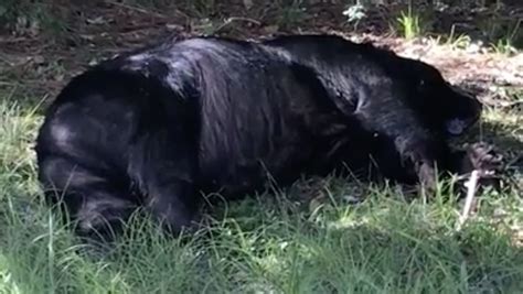 Black Bear Found Dead In Navarre Residents Backyard