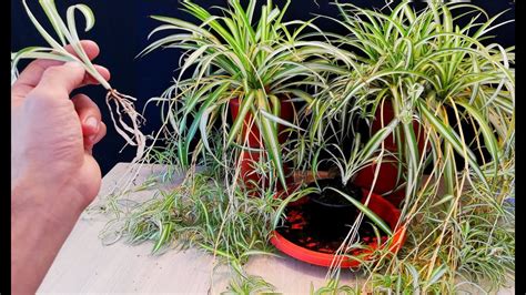 How To Propagate Spider Plant Very Easy Chlorophytum Comosum Youtube