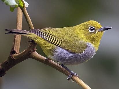 Kumpulan Suara Burung Pleci Gacor Ngotot MP3 - Pamankicau