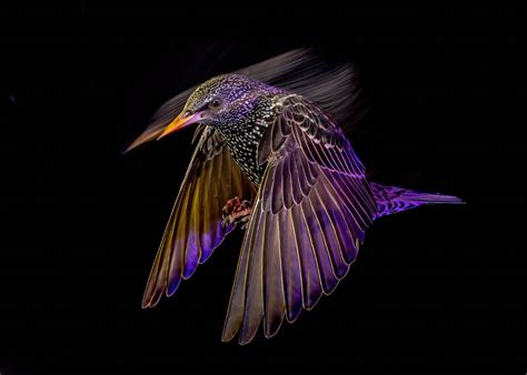 See The Bird Photographer Of The Year Winning Images