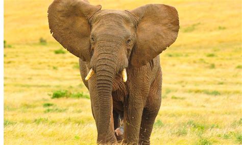 O Que Significa Sonhar Elefante Segundo A B Blia