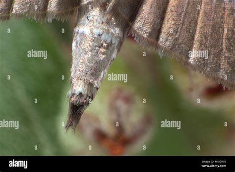 Box Tree Moth Cydalima Perspectalis Extremity Of The Abdomen Of A