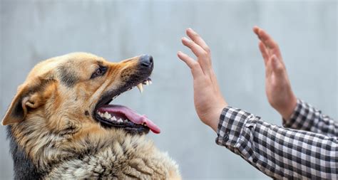 L Agressivité chez le chien Nature de Chien