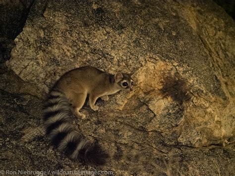 Ringtail | Arizona | Photos by Ron Niebrugge