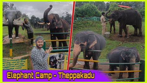 Elephant Camp Theppakadu Mudumalai Tiger Reserve Mct Suhail Youtube