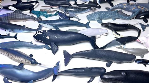 Whales Dolphins Whaleshark Bottlenose Dolphin Sperm Whale Blue