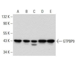 GTPBP9 Antibody F 7 SCBT Santa Cruz Biotechnology