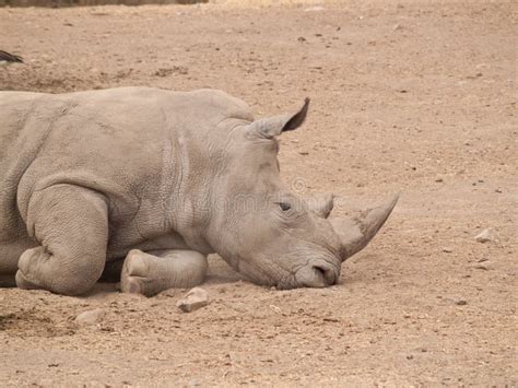 Sleeping Rhino stock photo. Image of tired, rhinoceros - 11496772