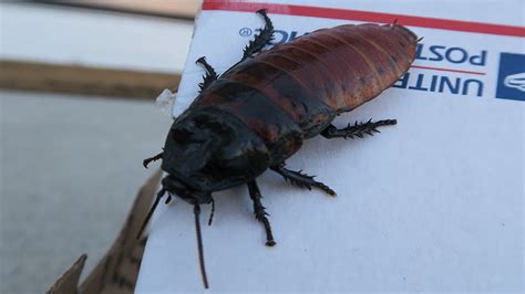 cockroach in car prank - Lorri Hedges