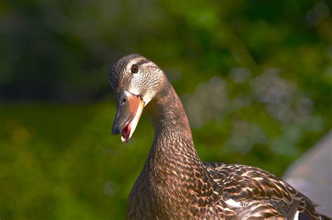 Florida Ducks: A Diverse Range of Species – Nature Blog Network