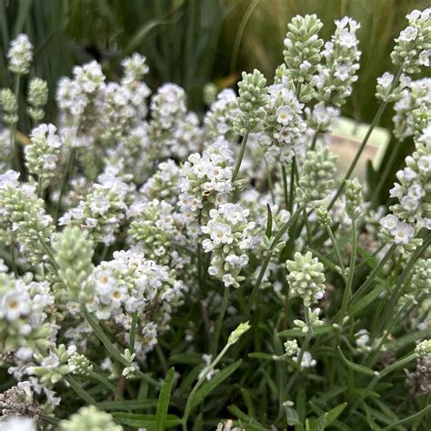 Lavandula Angustifolia ‘arctic Snow Find Haveplanter