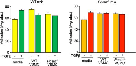 Figure 18 From Dissecting The Roles Of Periostin And TGFBI In