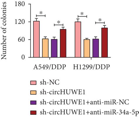 Knockdown Of Mir A P Abolished Circhuwe Silencing Mediated Effects