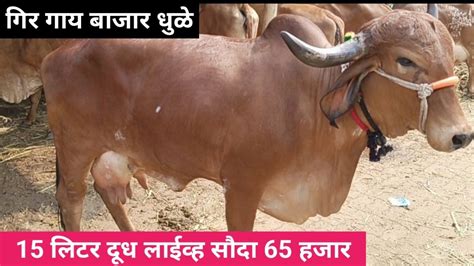 15 लिटर दूध लाईव्ह सौदा 65 हजार धुळे गिर गाय बाजार 14 मार्च 2023 Gir Cow Market Dhule Youtube