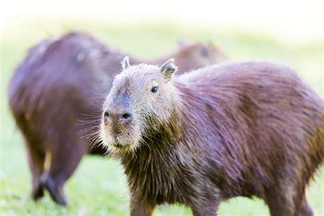 640+ Capybara Eating Stock Photos, Pictures & Royalty-Free Images - iStock