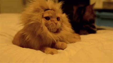 Cat Yawning GIF - Cat Yawning Blend In - Discover & Share GIFs