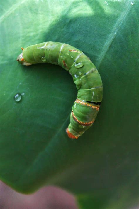 Green Caterpillar · Free Stock Photo