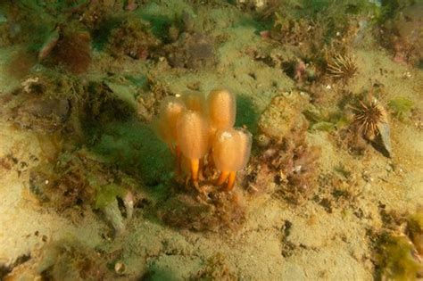 Sycozoa Sigillinoides Gu A De Especies Submarinas De Argentina