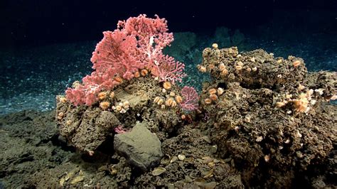 Hope Remains For Deep Sea Ecosystems Along The Atlantic Coast Despite