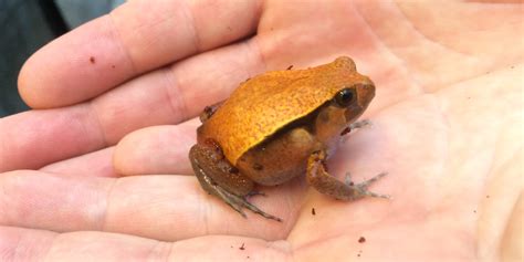 Tomato frog | Smithsonian's National Zoo and Conservation Biology Institute