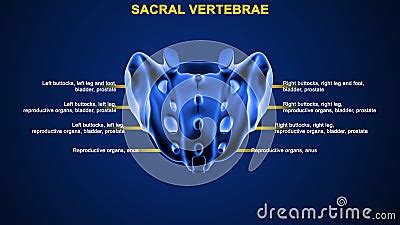 What Is The Function Of Sacral Vertebrae Stock Image | CartoonDealer ...