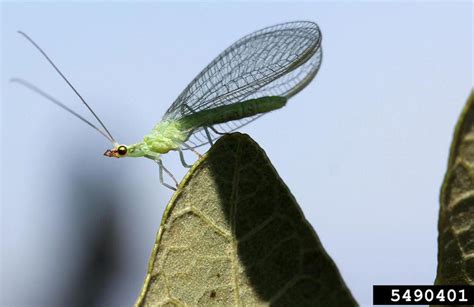 Green Lacewings Agricultural Biology