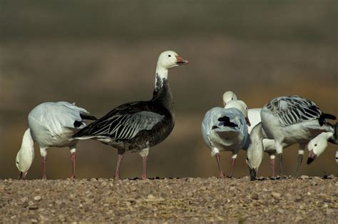 Snow Goose - Owen Deutsch Photography