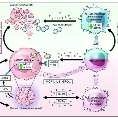 Strategies To Target Nf κb In Ovarian Cancer Nf κb Signaling In Cancer Download Scientific