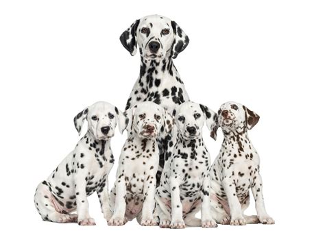 spotted dog breeds  smart dog guide