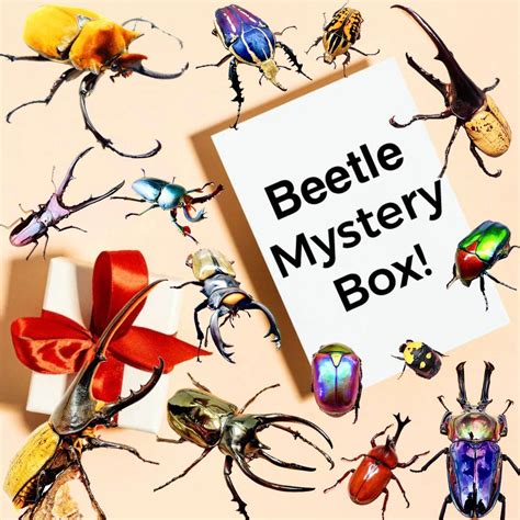 beetle larvae mystery boxes  sale richards inverts