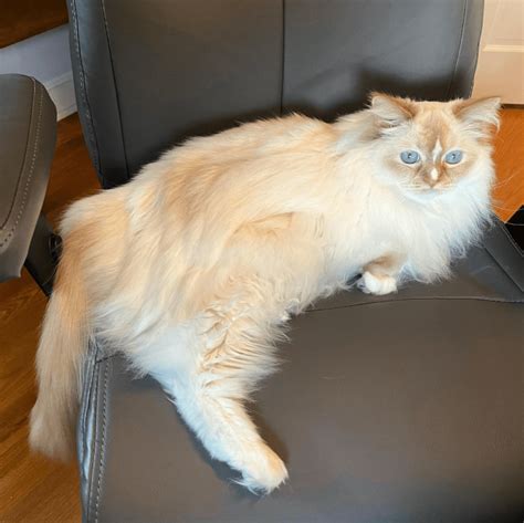 Cinnamon Ragdoll Cats: The Facts