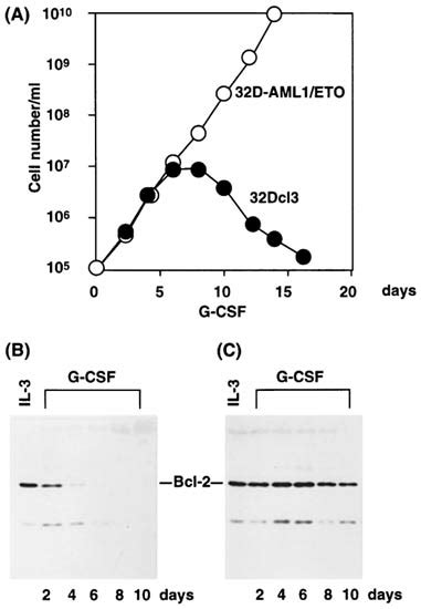 Down Regulation Of Bcl 2 During Granulocytic Differentiation Of 32Dcl3