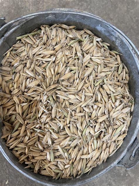 Ground Oats Woods Hay And Grain