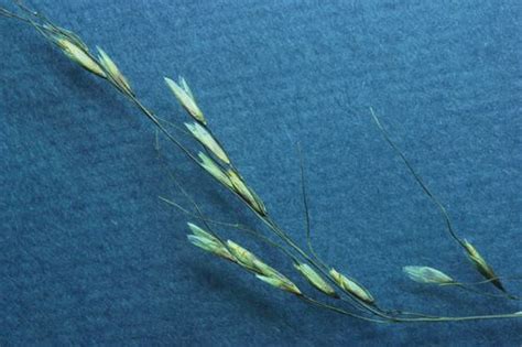 Letterman S Needlegrass