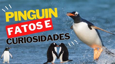 Caracter Sticas E Curiosidades Do Pinguimsom Reprodu O E Esp Cie Do