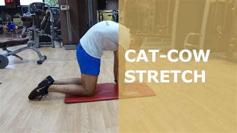 Cat-Cow Stretch - YouTube