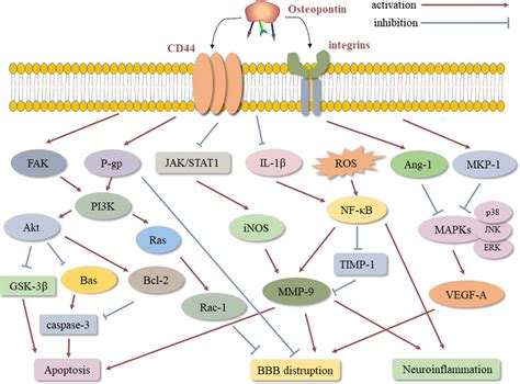 Some Neuroprotective Signalling Pathways Induced By Osteopontin