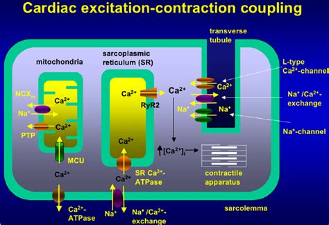 Schematic Presentation Of Excitation Contraction Coupling And Ca