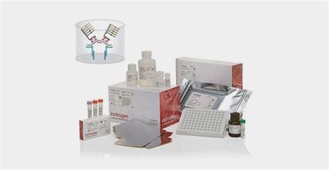 Quantigene Assays For Gene Expression Thermo Fisher Scientific Us