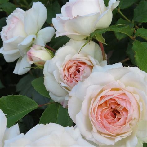 Stephanie Baronin zu Guttenberg | Roses' Name